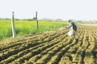 Cotton crop outlook bleak for Punjab - Business