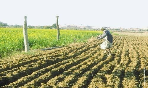 Cotton crop outlook bleak for Punjab - Business