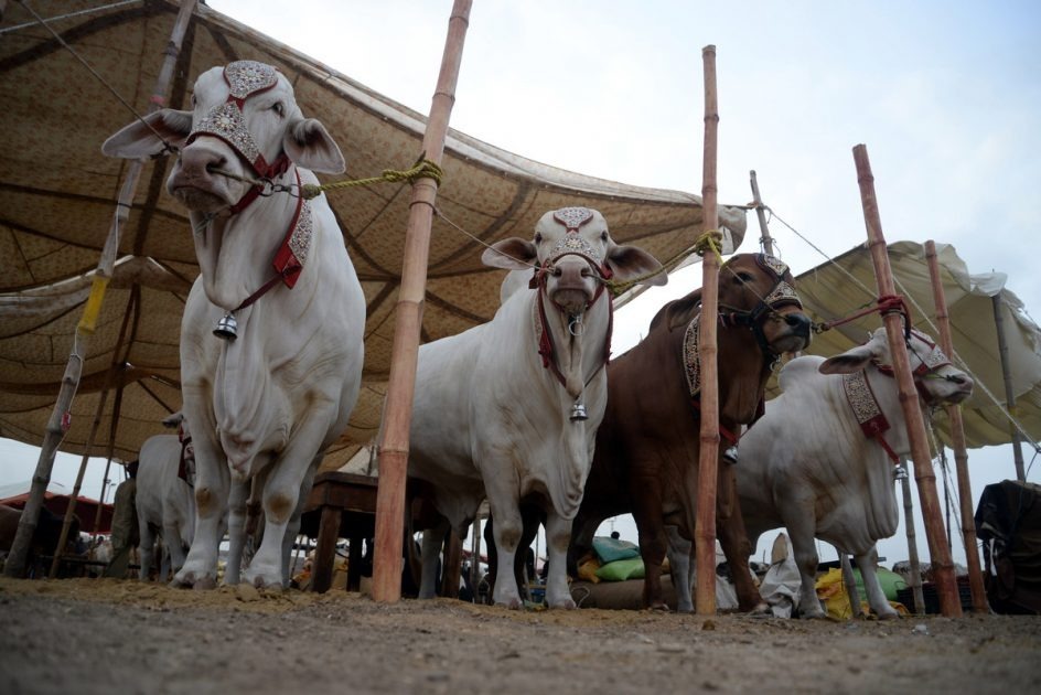 Asia's Largest Cattle Mandi 2024 Set to Elevate the Experience of Eid-ul-Adha for Karachiites