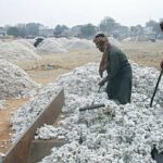 Low price fears force growers to shun cotton for ‘profitable’ crops - Pakistan