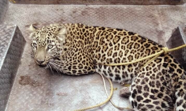 Dera Bugti police book tribesmen for killing endangered leopard - Pakistan