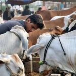 Animal Hide Collection During Eid-ul-Adha 2024 Banned in Karachi, Sindh