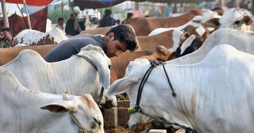 Animal Hide Collection During Eid-ul-Adha 2024 Banned in Karachi, Sindh