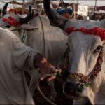 Cow Mandi Rates in Karachi Drop Significantly