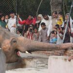 Lahore Zoo and Safari Zoo Open for Eid-ul-Azha Holidays: Special Timings Announced