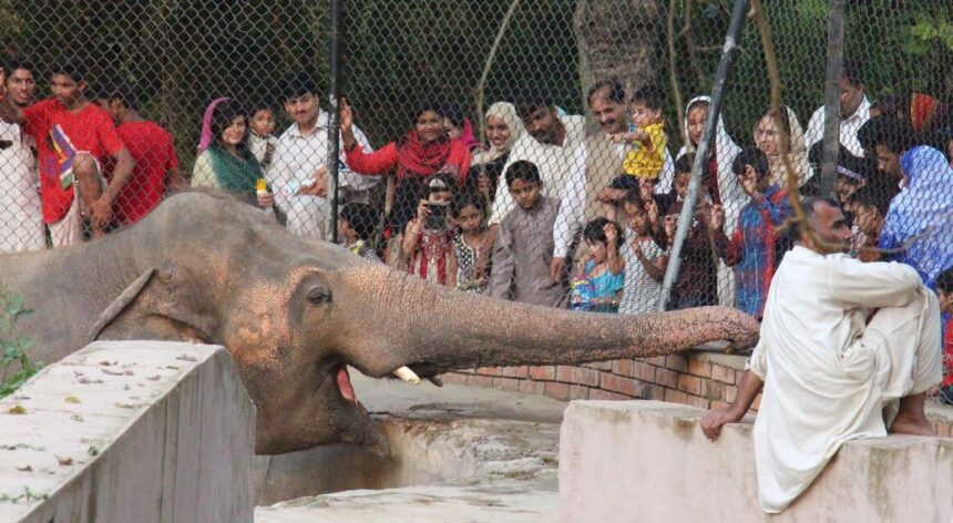 Lahore Zoo and Safari Zoo Open for Eid-ul-Azha Holidays: Special Timings Announced