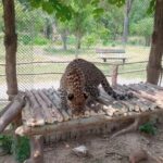 Pakistan’s critically endangered leopards in fight for survival - Pakistan