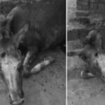 Punjab police arrest primary suspect of Chiniot donkey cruelty incident - Pakistan