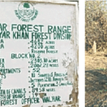 As world fights global warming, Rahim Yar Khan’s forest dept looks the other way - Pakistan