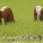 Sindh’s water blockade hits Balochistan’s paddy crop - Pakistan