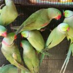 Deforestation, poaching leave Pakistan’s wild parakeets on the brink - Pakistan