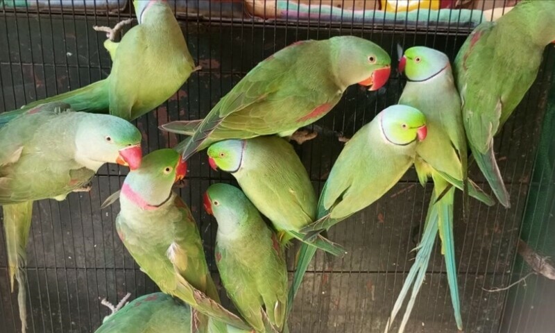 Deforestation, poaching leave Pakistan’s wild parakeets on the brink - Pakistan