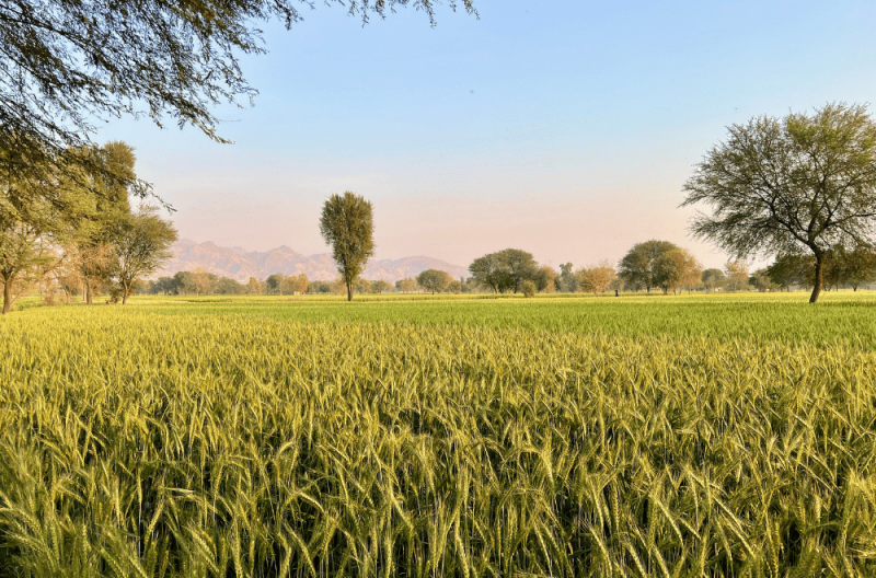 Balochistan farmers sow ‘seeds of hope’ as they take a bold leap into organic farming - Pakistan