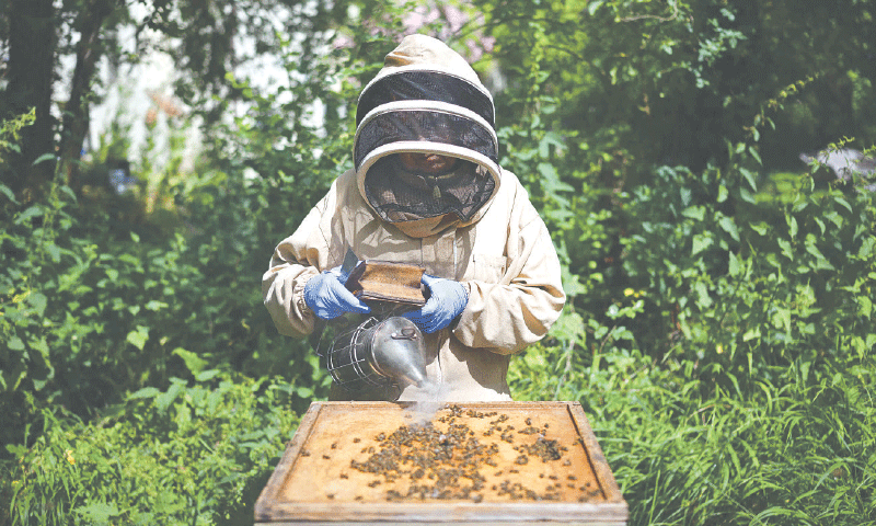 Beekeepers and scientists tackle sticky problem of honey fraud - World