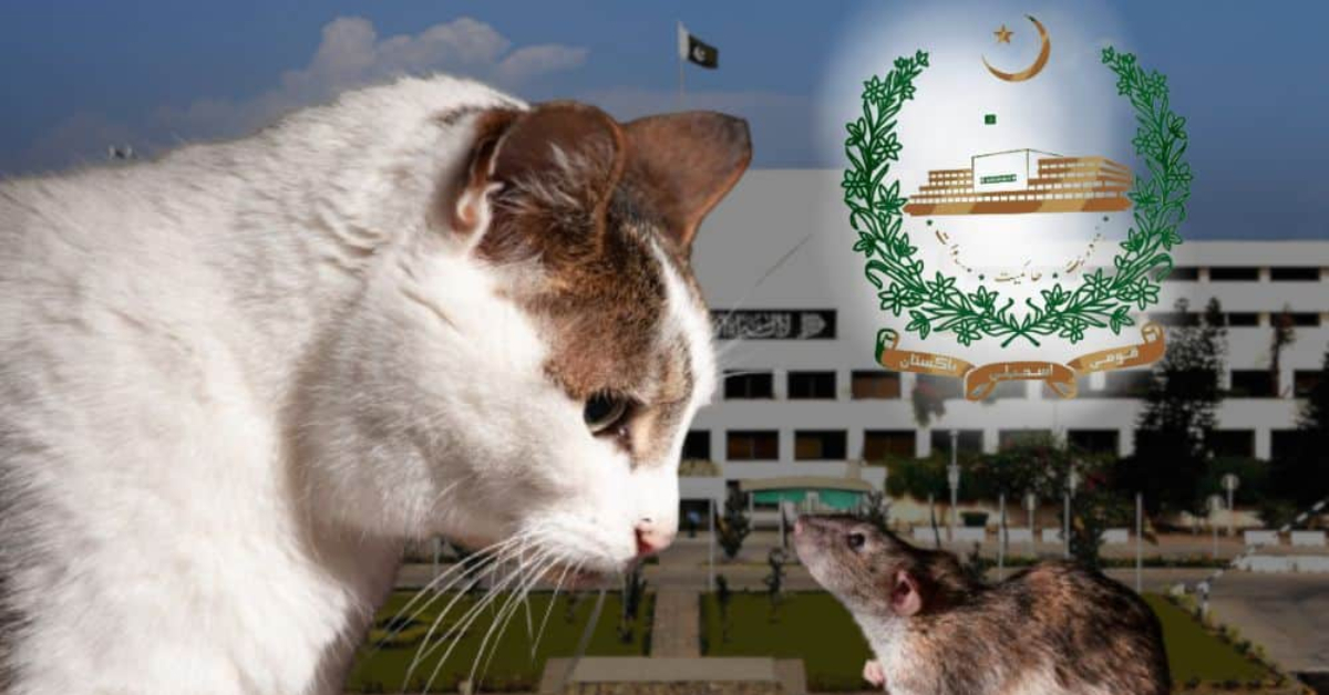 CDA Hires Hunting Cats as a Solution