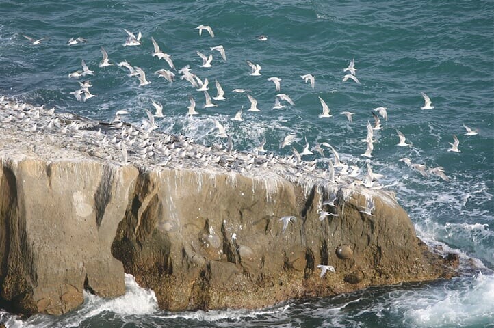 Sindh, Balochistan govts urged to step up efforts to conserve marine ecosystems - Pakistan